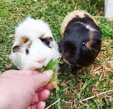 Pin On Guinea Pigs Pygmy Goats Horses Alpacas Llamas And Cats