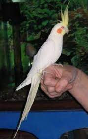 You can also filter out. Lutino Cockatiel Lutino Cockatiel Cockatiel Cockatiel Care