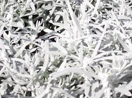 Image result for Helichrysum lastii