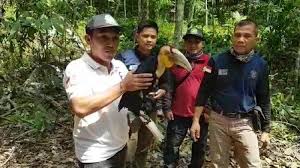 Check spelling or type a new query. Burung Julang Emas Langka Diamankan Kph Tabalong Dari Warga Desa Purui Kecamatan Jaro Banjarmasin Post