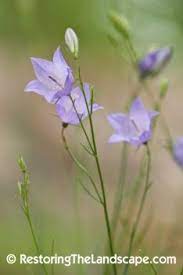 Restoring The Landscape With Native Plants Native Plant Of The Week Harebell Campanula Rotundifolia Native Plants North Woods Wisconsin Plants