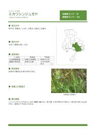 Image result for Scleria mikawana