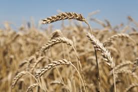 Hot promotions in wheat pick on aliexpress: Five Things You Don T Know About Wheat 5280