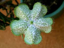 Image result for Ceropegia burchelliana
