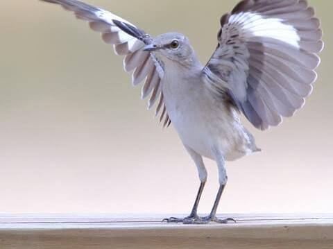 Northern Mockingbird Identification, All About Birds, Cornell Lab of  Ornithology