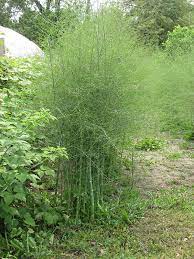 You won't be able to harvest if you prefer, you can grow asparagus in a raised bed. Asparagus Asparagus Officinalis In Columbus Dublin Delaware Grove City Gahanna Bexley Ohio Oh At Oakland Nurseries Inc