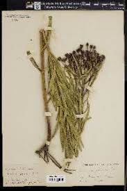 Image result for Vernonia ischnophylla