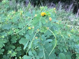 Image result for Senna obtusifolia