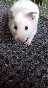 Teddy bear hamsters are animals that originate from the rodent family. Syrian Hamster Breeder Home Facebook