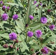 Image result for Vernonia lampropappa
