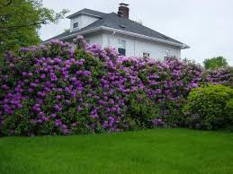 Rhododendron Hedge Fence Landscaping Backyard Fences Fence Design