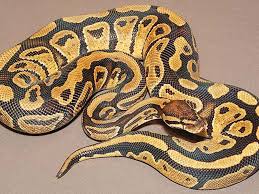 Argentine Black And White Tegu For Sale Canada Specter Ball Python L36x18x12 L36x18x12 Ball Python Baby Ball Python Pet Snake