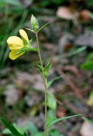 Image result for Ludwigia stenorraphe