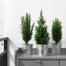 Chamaecyparis Pflanze Zypresse Versch Arten Ikea Osterreich In 2020 Pflanzen Winterpflanzen Grunpflanzen