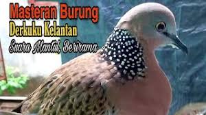 Contact terkukur kelantan on messenger. Burung Tekukur Api