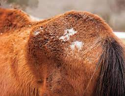 How To Diagnose Treat Prevent Rain Rot In Horses Horse Journals