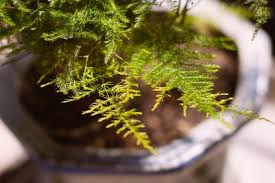Attractive grow lights for indoor plants. How To Grow Light And Feathery Asparagus Ferns Asparagus Fern Growing Asparagus Asparagus Fern Care