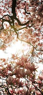 Macro Photography Of Blooming Pink Cherry Blossoms Spring Tree Art Spring Wallpaper Free Spring Wallpaper 4 years ago on november 11, 2016. blooming pink cherry blossoms