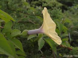 Image result for Ipomoea tuberculata
