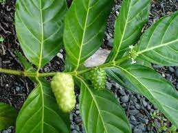 We did not find results for: N Leaf Hq Ini Adalah Daun Mengkudu Daun Mengkudu Juga Facebook