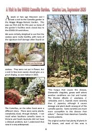 The common camellia, camellia japonica, is the least sensitive to dieback. Uncategorized Hume Camellia Society