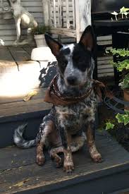 Cattle dog puppies zum kleinen preis hier bestellen. Our Annie Collectivetribe Com Many Thanks And Blessing To The Breeders At Australian Cattle Dogs R Blue Heeler Puppies Austrailian Cattle Dog Cattle Dogs Rule
