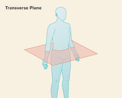 Image of Transverse plane anatomy