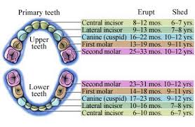 tooth loss aurora co tooth loss faq knocked out tooth