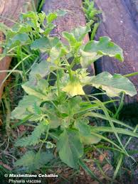 Image result for Physalis viscosa