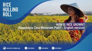 Datuk membajak sawah menggunakan jentera. How Is Rice Grown Bagaimana Cara Menanam Padi English Version Youtube