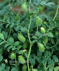 Image result for Cicer arietinum