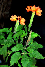 Image result for Crossandra fruticulosa