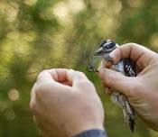 Bird Banding Demonstration