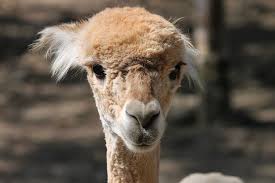 With no natural predators and vast. Alpaca Brown Young Lama Camel Paarhufer Animal Peru Furry Fluffy Pxfuel