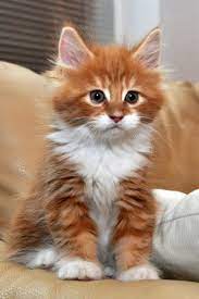 Aaron is a cute and cuddly kitten. Long Haired Orange Kitten For Sale Online