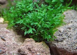 Image result for Crepidomanes