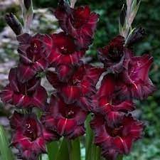 Search Gladiolus Flower Bulb Flowers Gladiolus Bulbs