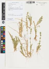 Image result for Elytrophorus spicatus