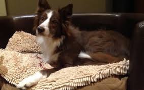 Maybe you would like to learn more about one of these? Crate Games Susan Garrett S Dog Training Blog