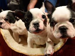 The interview will cover the type of dog sought, the proposed home environment and any adoption requirements. 38 French Bulldog Puppies Were Found Dead Among A Nightmare Shipment Of 500 Dogs Imported On A Canada Bound Plane From Ukraine Business Insider India