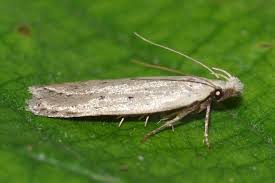 Image result for Nothris verbascella