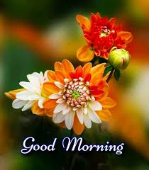Good Morning Images For Whatsapp Free Download Hd Wallpaper Pictures Photos Of Good M In 2020 Good Morning Flowers Good Morning Thursday Good Morning Images Flowers
