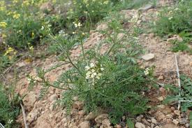 Image result for Carrichtera annua