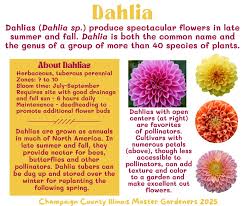 Image result for Dahlia sp. (cultivar)
