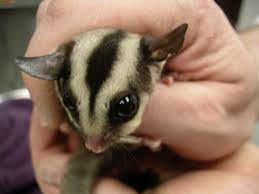 Pin On Beautiful Small Animals
