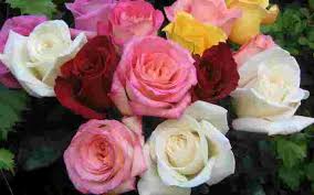 Daun bunga rose gugur kekuningan. 123 Gambar Bunga Dan Macam Macam Jenis Indah Langka Mahal Terbaru