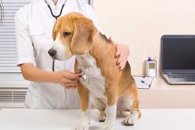 If your dog suffers from metastatic pulmonary cancer, that means his cancer originated somewhere else in his body but spread to the lungs. Pneumonia Fungal In Dogs Symptoms Causes Diagnosis Treatment Recovery Management Cost