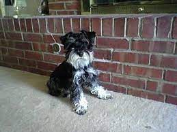 Miniature Schnauzer Dog Breed Hypoallergenic Health And Life Span Petmd