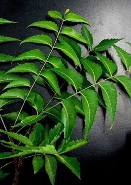 Fresh green neem leaves, AI generated