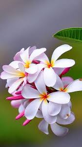 Pin On My Plumeria Collection
